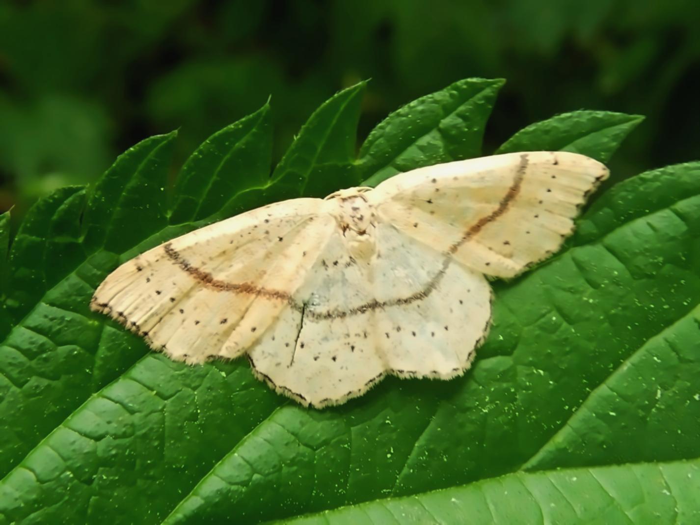 Protection de la faune sauvage - Formation en ligne